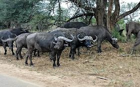 Yebo Safari Tents-Stay Inside Kruger