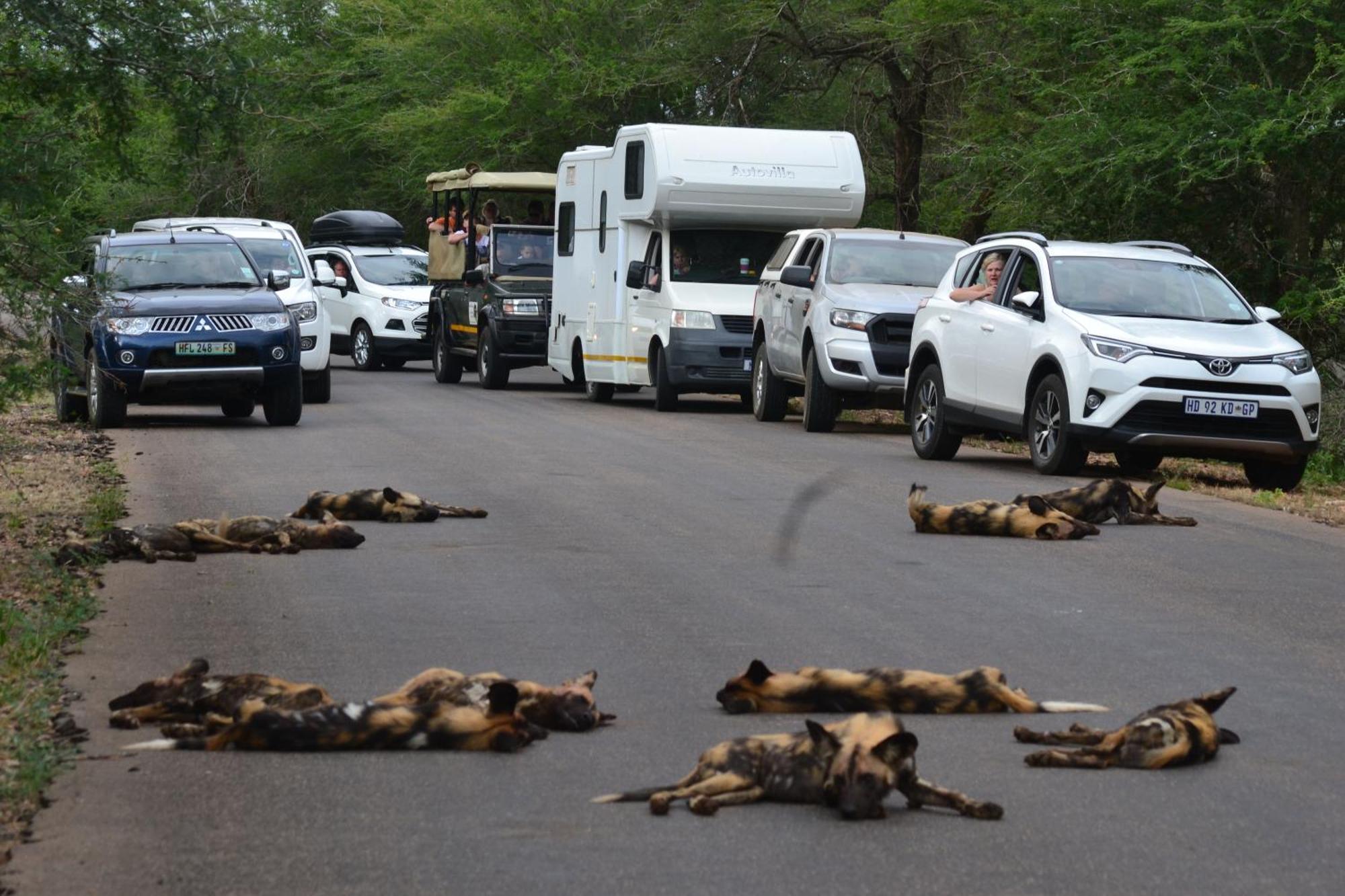 Yebo Safari Tents-Kruger Lower Sabie Hotel Skukuza Buitenkant foto