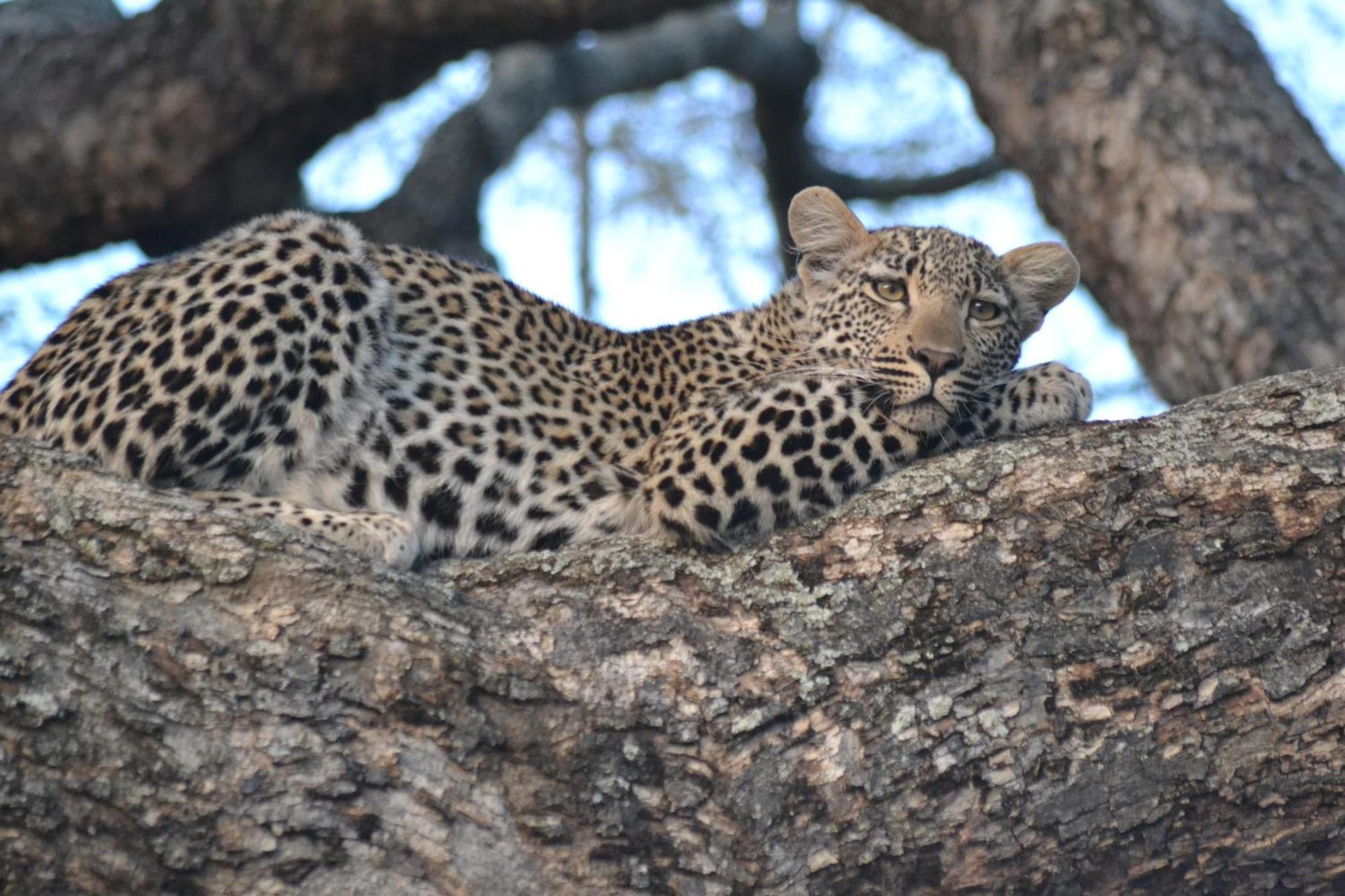 Yebo Safari Tents-Kruger Lower Sabie Hotel Skukuza Buitenkant foto